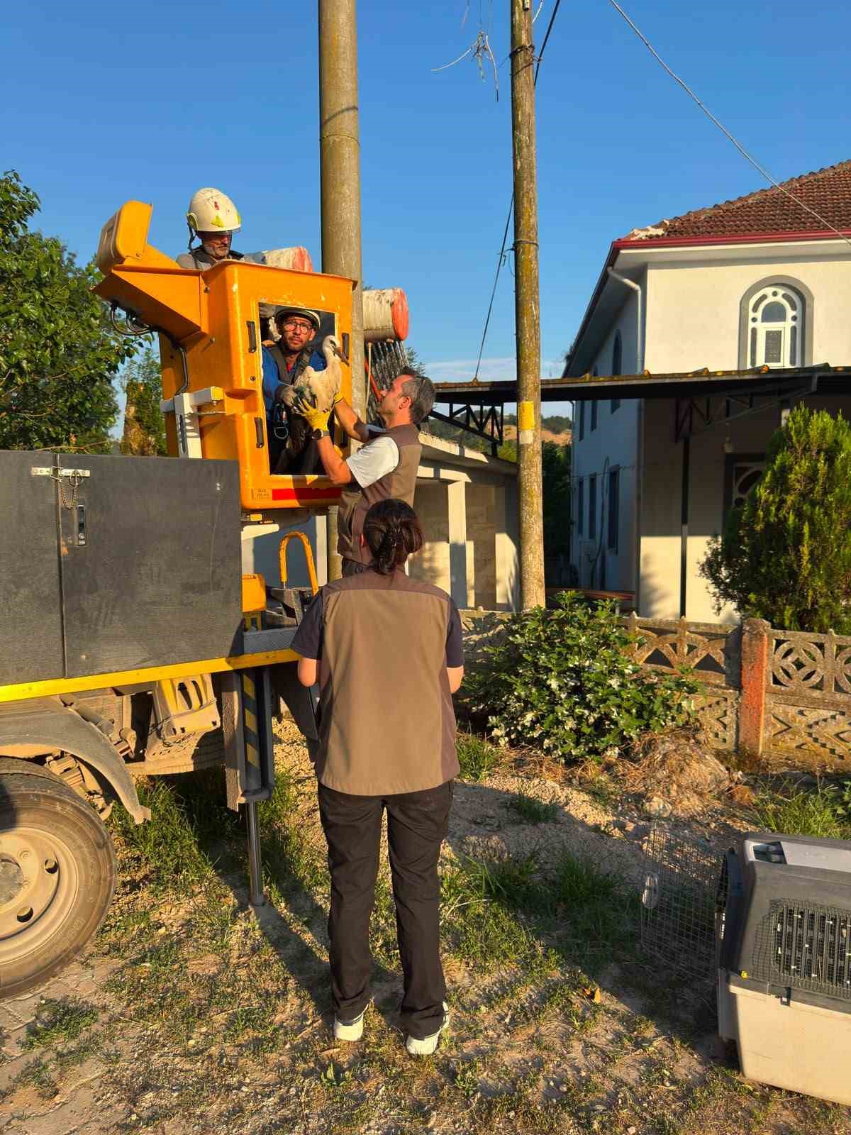 Elektrik direğindeki yuvada sahipsiz kalan yavru leyleklere şefkat eli