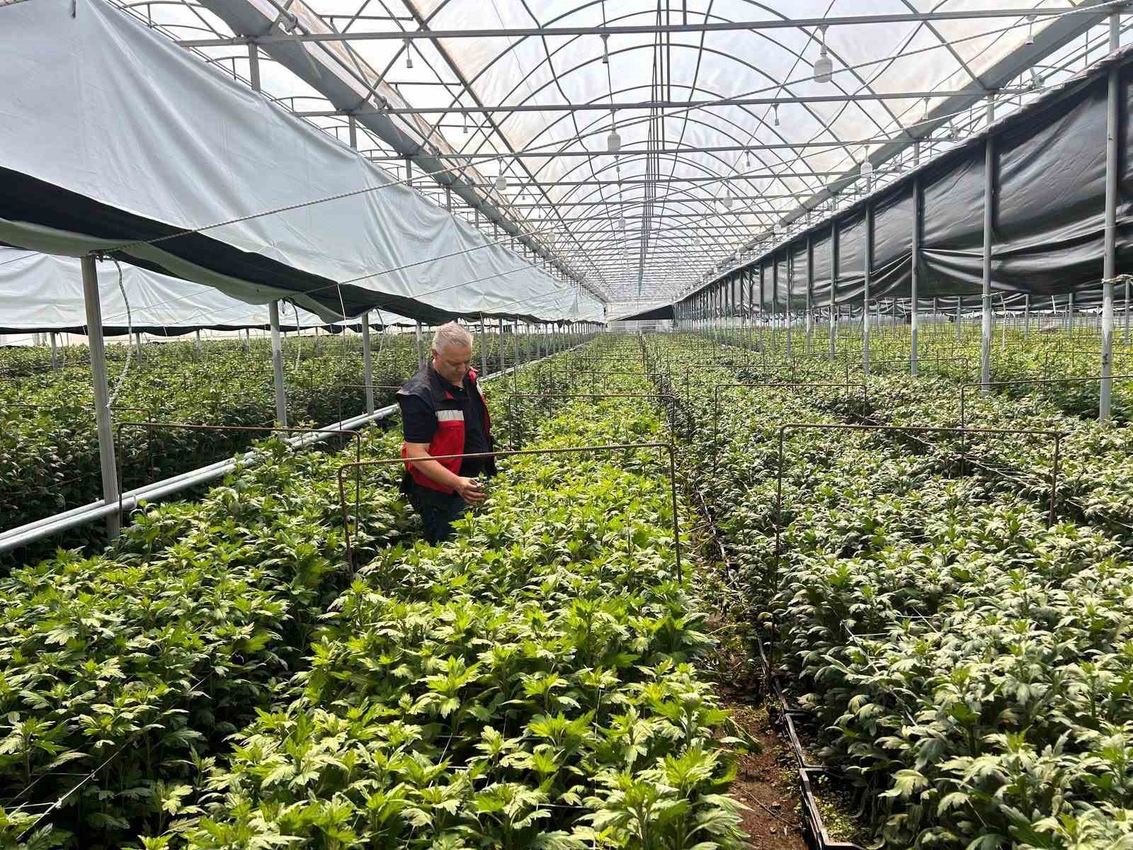 Simav’da kesme çiçek üreticilerine İBS ziyareti