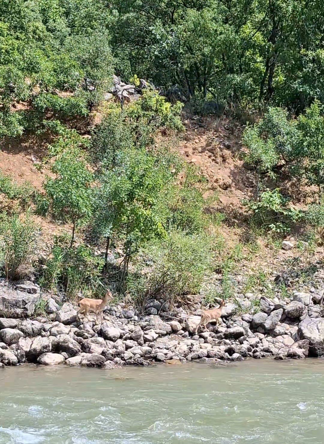 Tunceli&rsquo;de koruma altındaki dağ ke&ccedil;ileri Munzur Nehri kıyısında g&ouml;r&uuml;nt&uuml;lendi