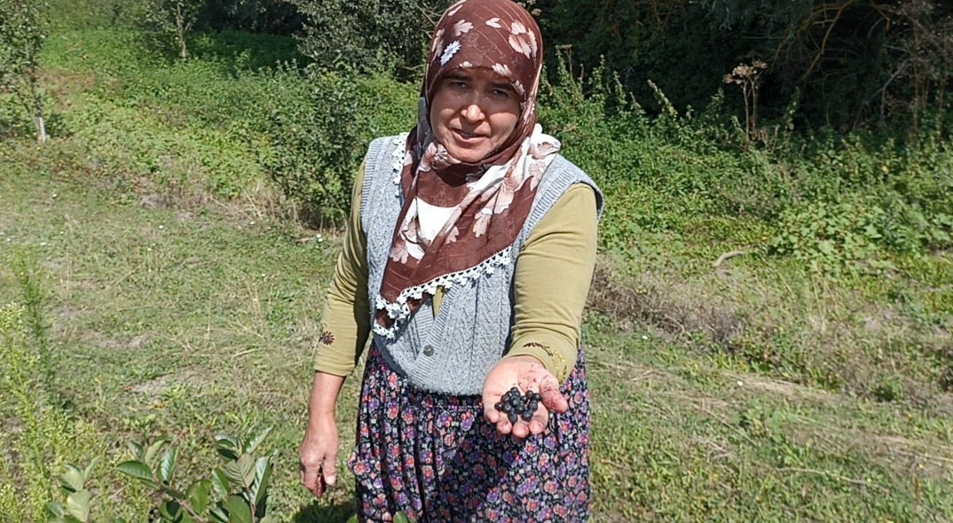 Emekli çiftin aronya bahçesi alternatif tarıma örnek oluyor