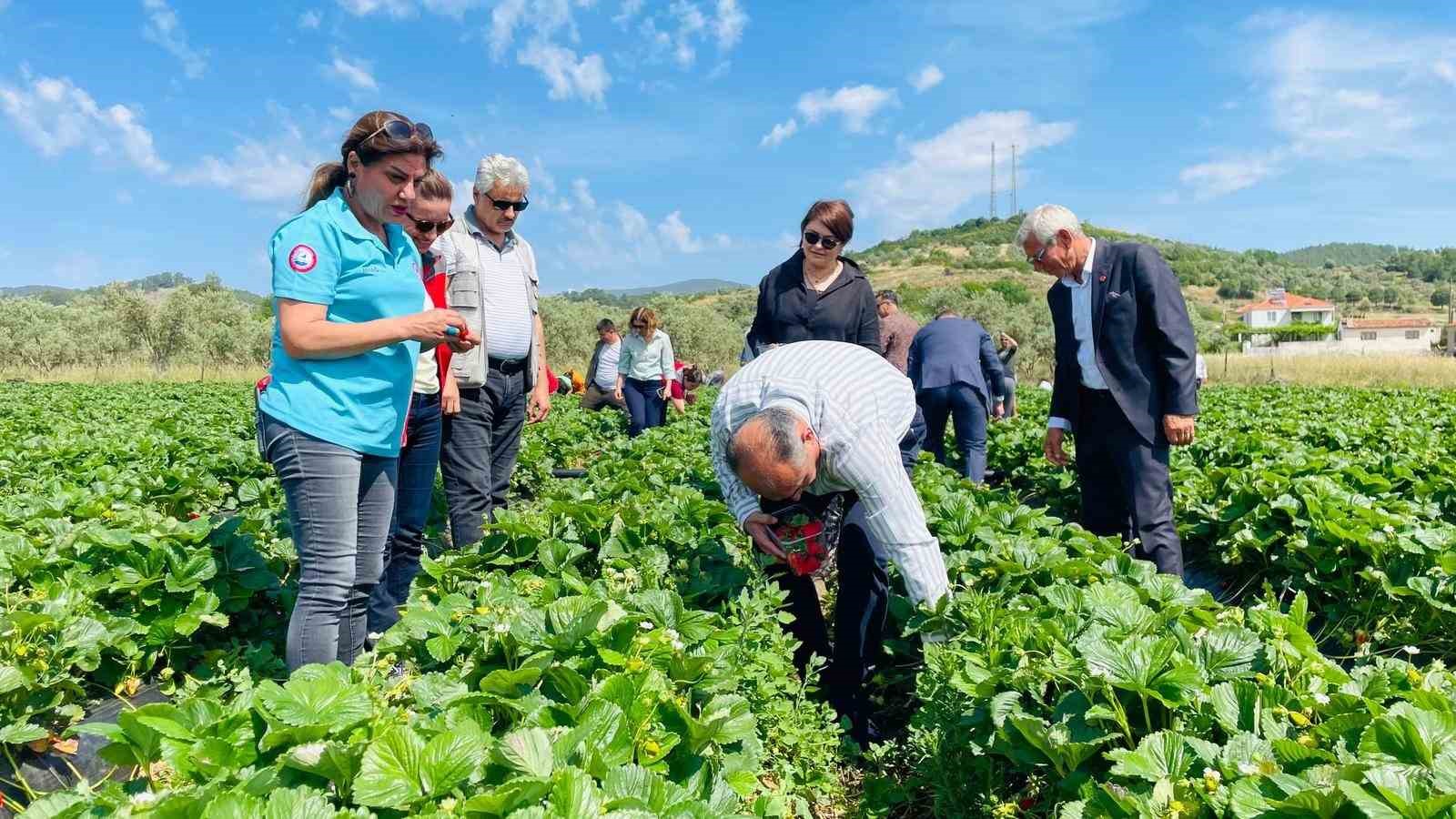 Yatağan’da ’Gençlik Yılı’ kapsamında çilek hasadı yapıldı