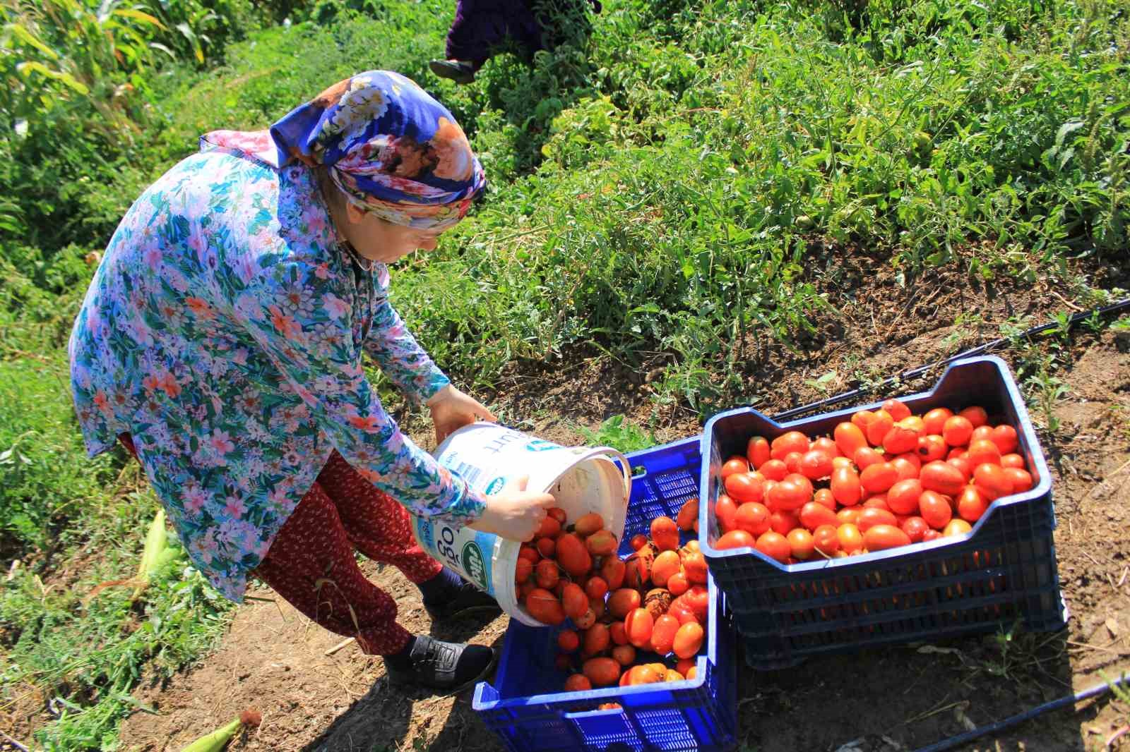 14 salça fabrikasına sahip Karacabey’de domates sezonu başlıyor