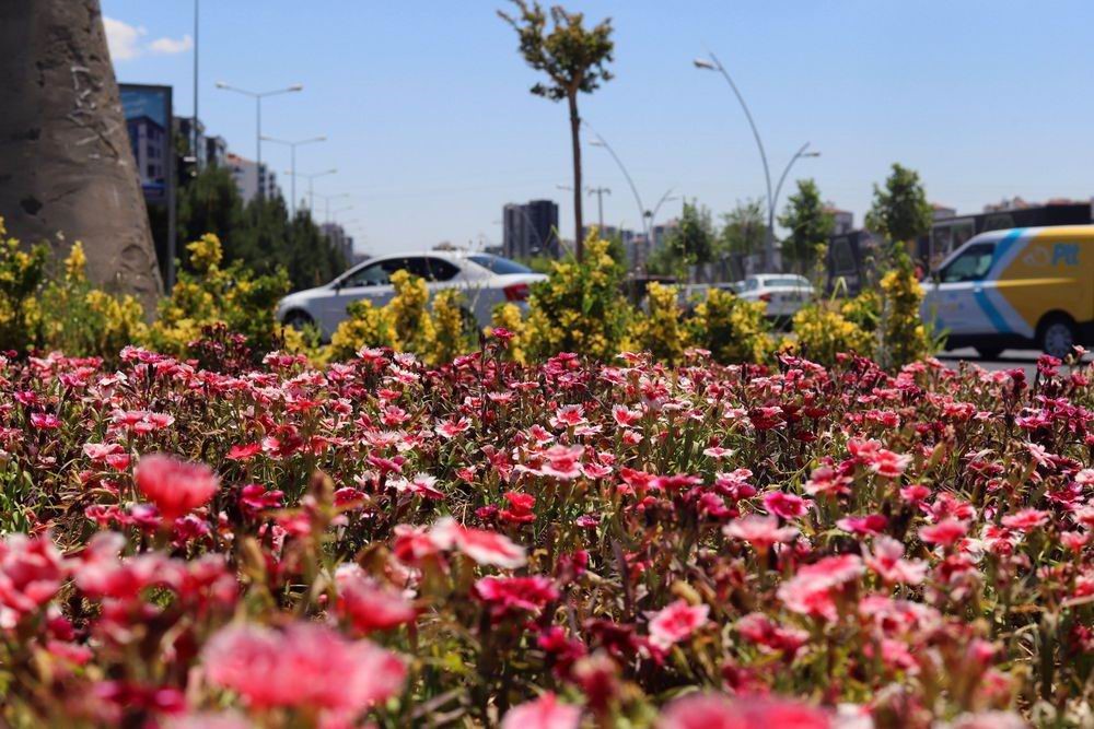 Diyarbakır’da 500 bin Çin karanfili üretildi, çiçekler toprakla buluştu