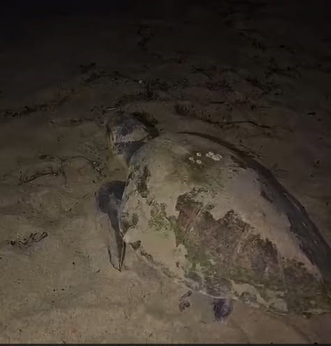 Kuşadası’nda caretta carettalardan umutlandıran yuva