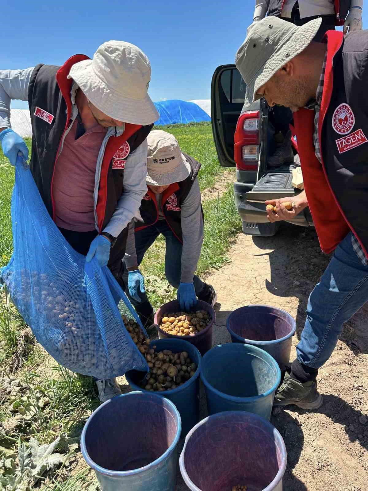 Yerli patates tohumları Niğşah ve Saruhanın yumru dikimleri tamamlandı