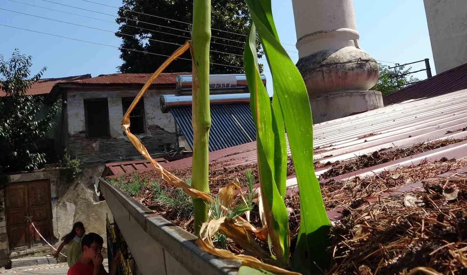 Ordu’da cami çatısında mısır yetişti