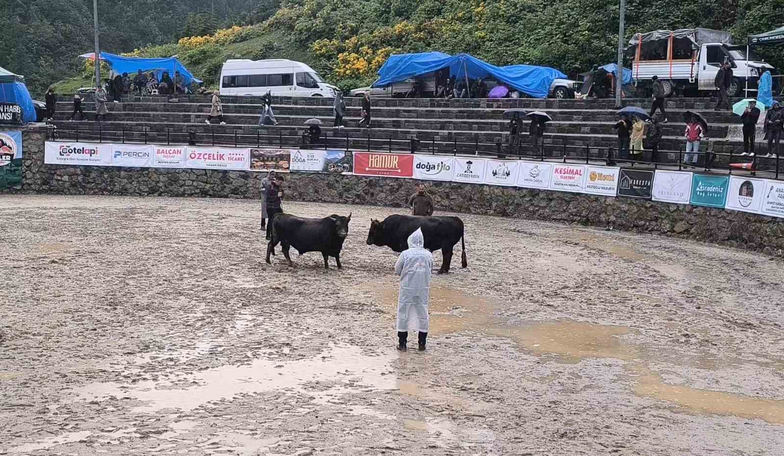 Ayder&rsquo;de boğa g&uuml;reşleri sağanak yağışa rağmen heyecanlı başladı