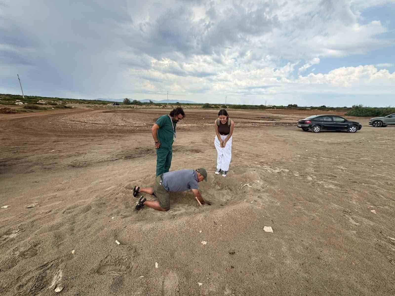 Didim Belediyesi ekiplerinin dikkati carettayı çakallardan korudu