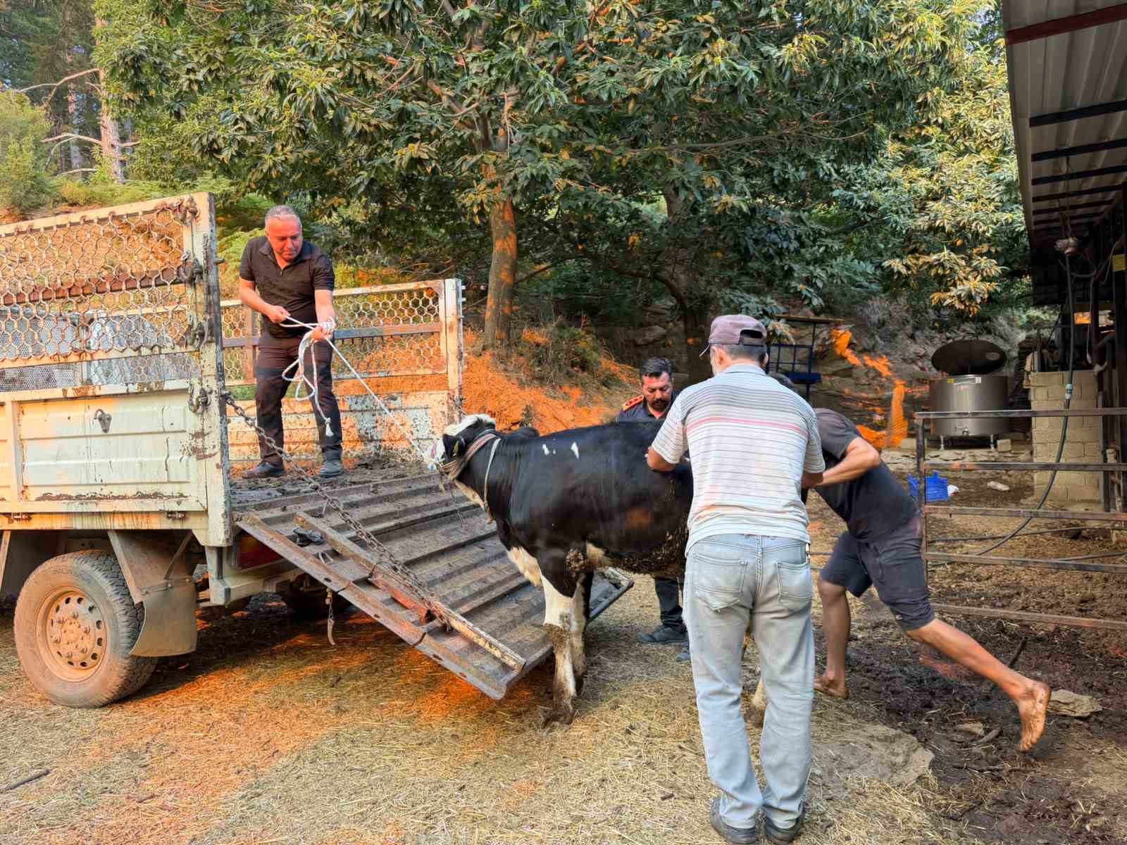 Çine’de Şennur teyzenin yardımına Aydın Büyükşehir yetişti