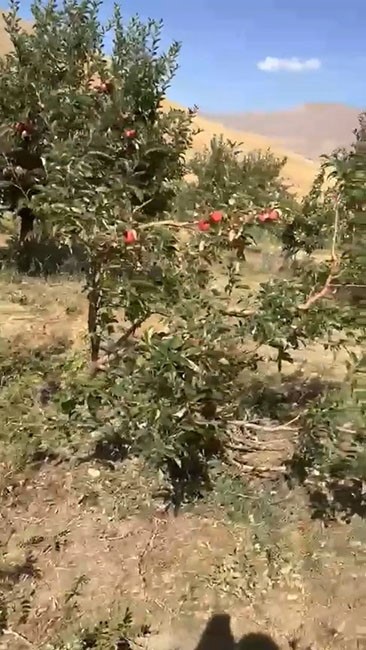 Hasada günler kala domuz sürüsü kabusu: Elma bahçeleri talan edildi