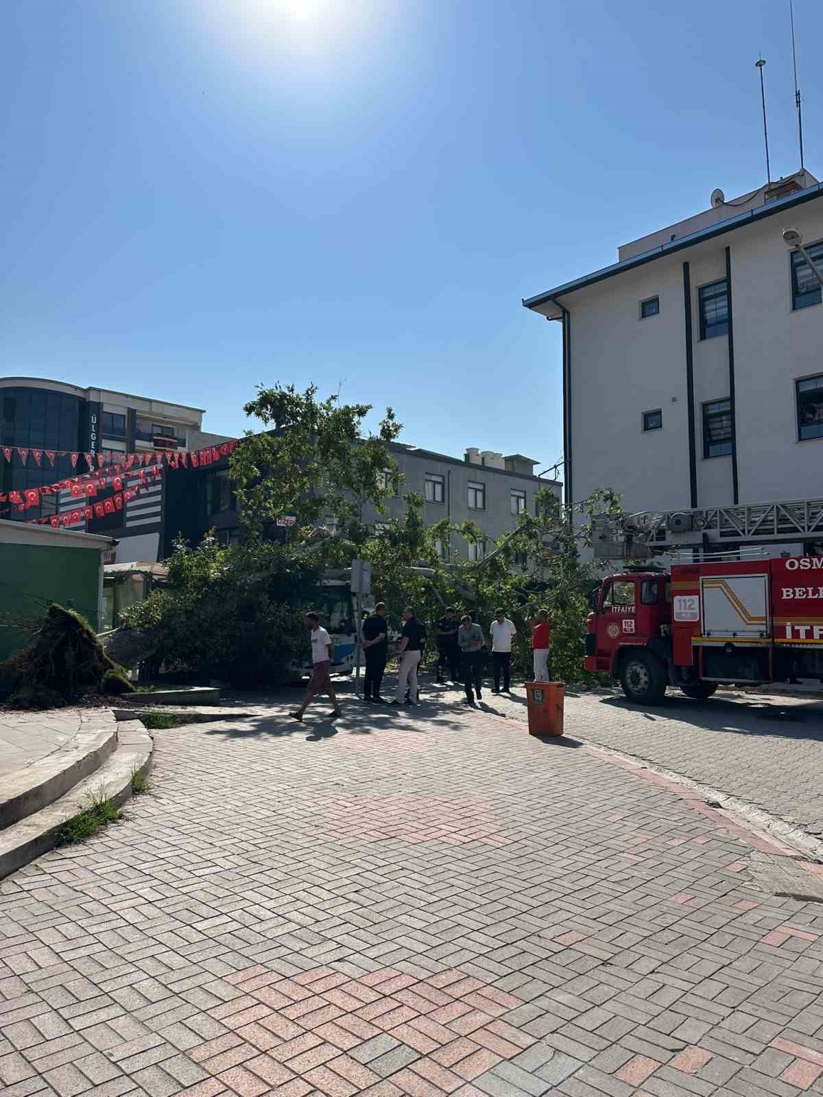 Osmaniye’de çınar ağacı, halk otobüsünün üzerine düştü: Saniyelerle kurtuldu