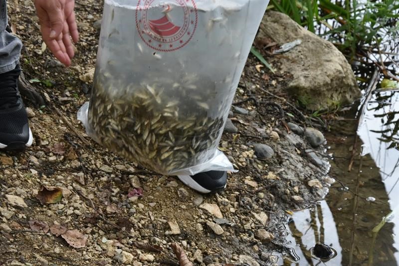 Ordu’daki göl ve göletlere 80 bin yavru sazan bırakıldı