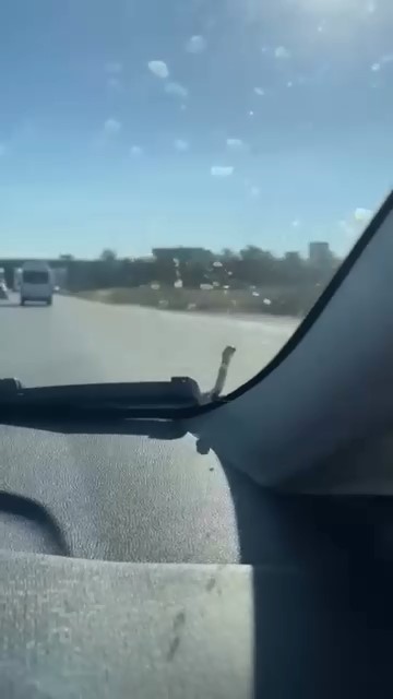 Seyir halindeki aracın kaputunda yılan paniği