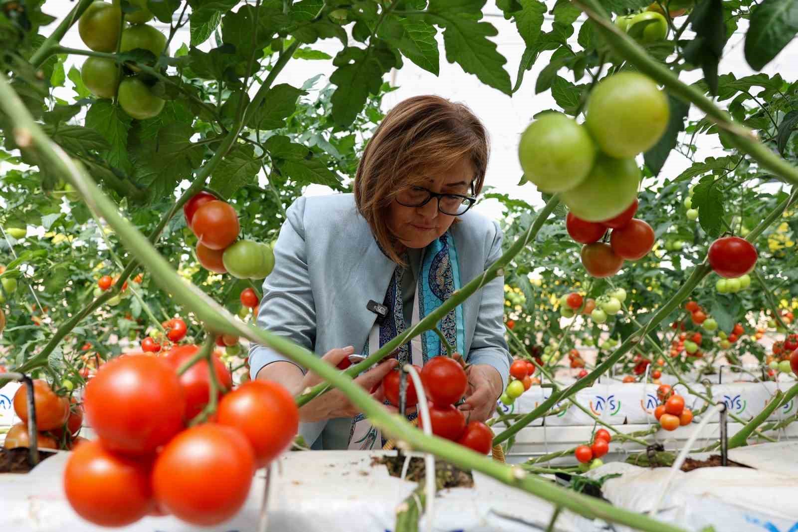 Gaziantep Büyükşehir çöp depolama sahasında organik üretimle yılda 28 ton hasat yapıyor