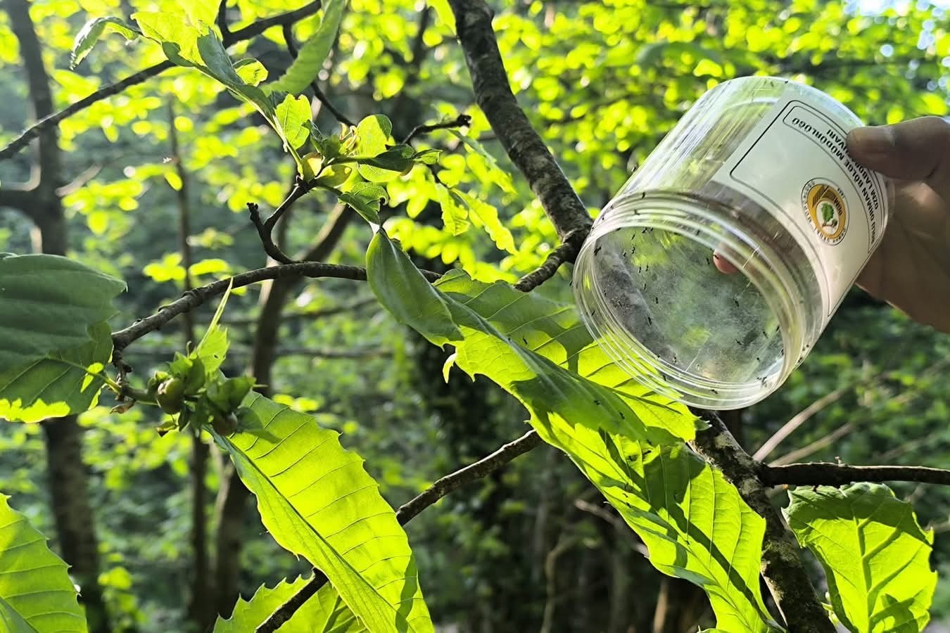 Akçakoca’da kestane gal arısına karşı biyolojik mücadele
