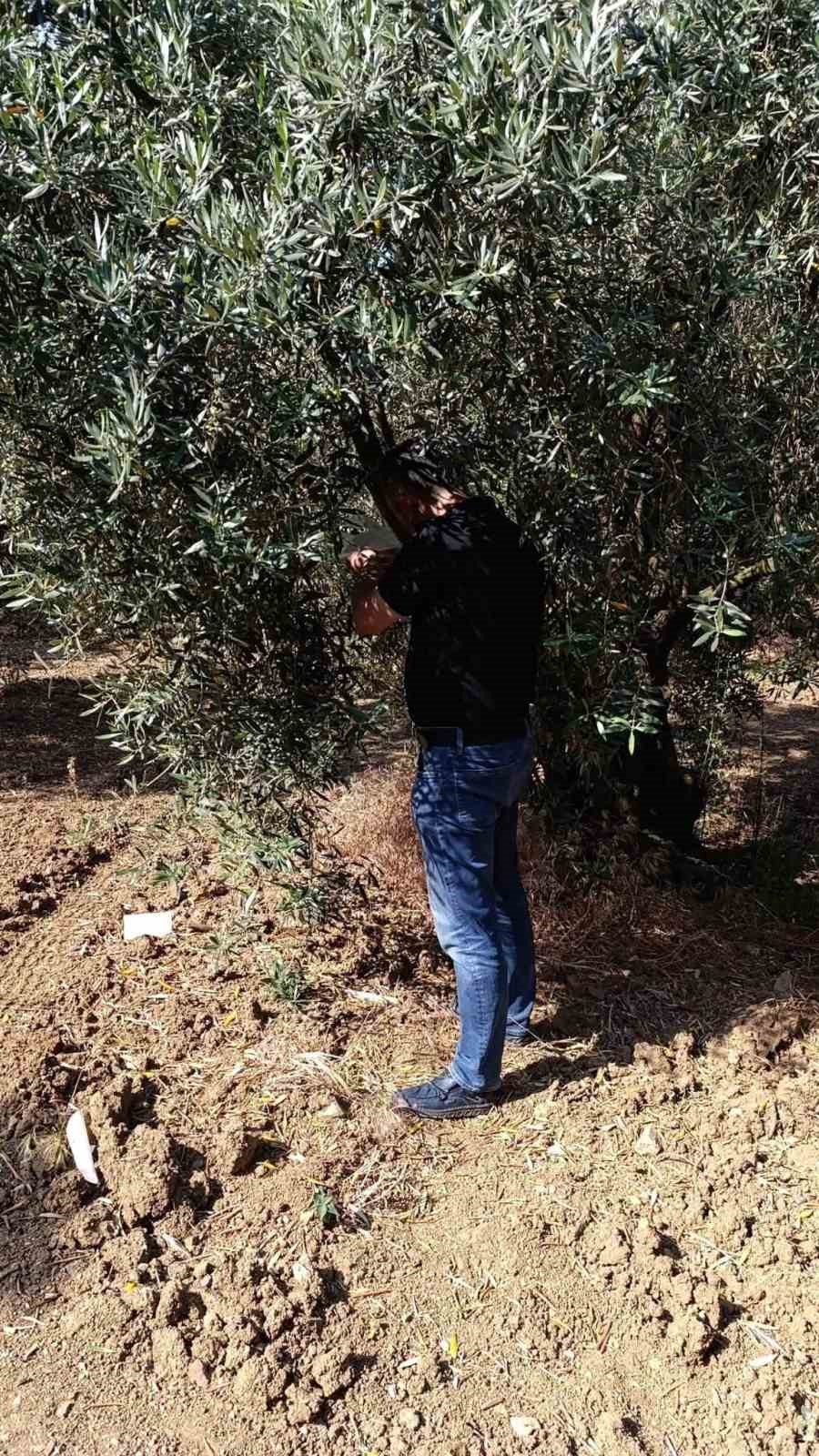Zeytin sineğine karşı entegre mücadele çalışmaları hız kesmeden devam ediyor