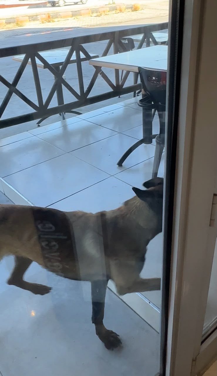 Tekmelere aldırmayan köpek kadının kolunu kopardı