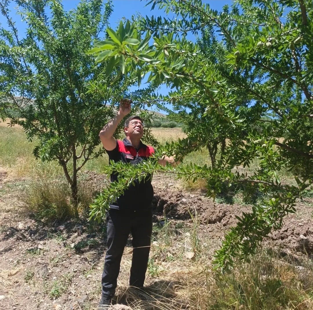 Ağın’da badem bahçelerine hastalık ve zararlı kontrolü