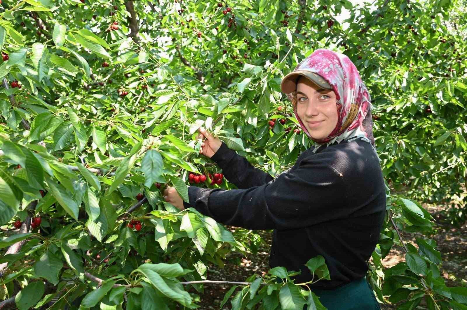Honaz’da kiraz hasadı başladı