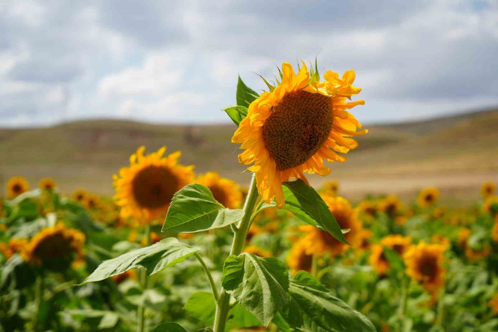 Erzincan’da ayçiçeği tarlaları sarıya büründü
