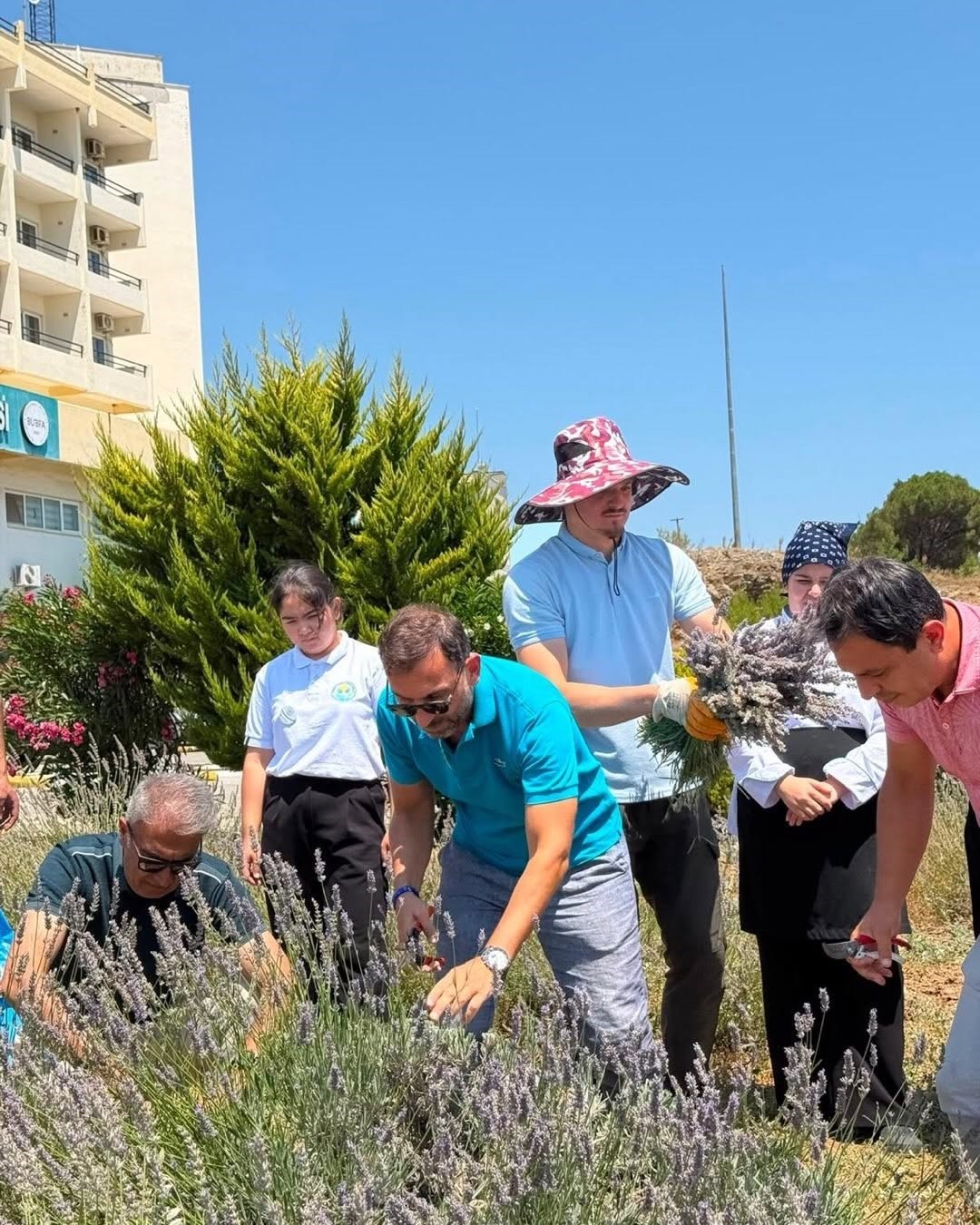 Lavanta kokulu okulda hasat heyecanı yaşandı