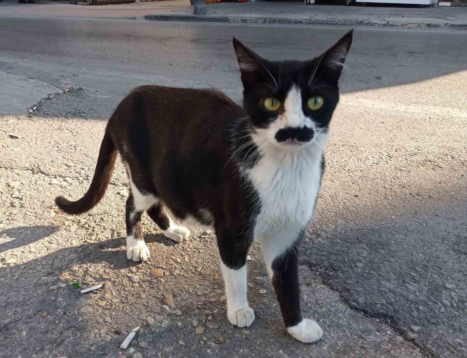 "Pala bıyıklı kedi" görenlerin dikkatini çekiyor