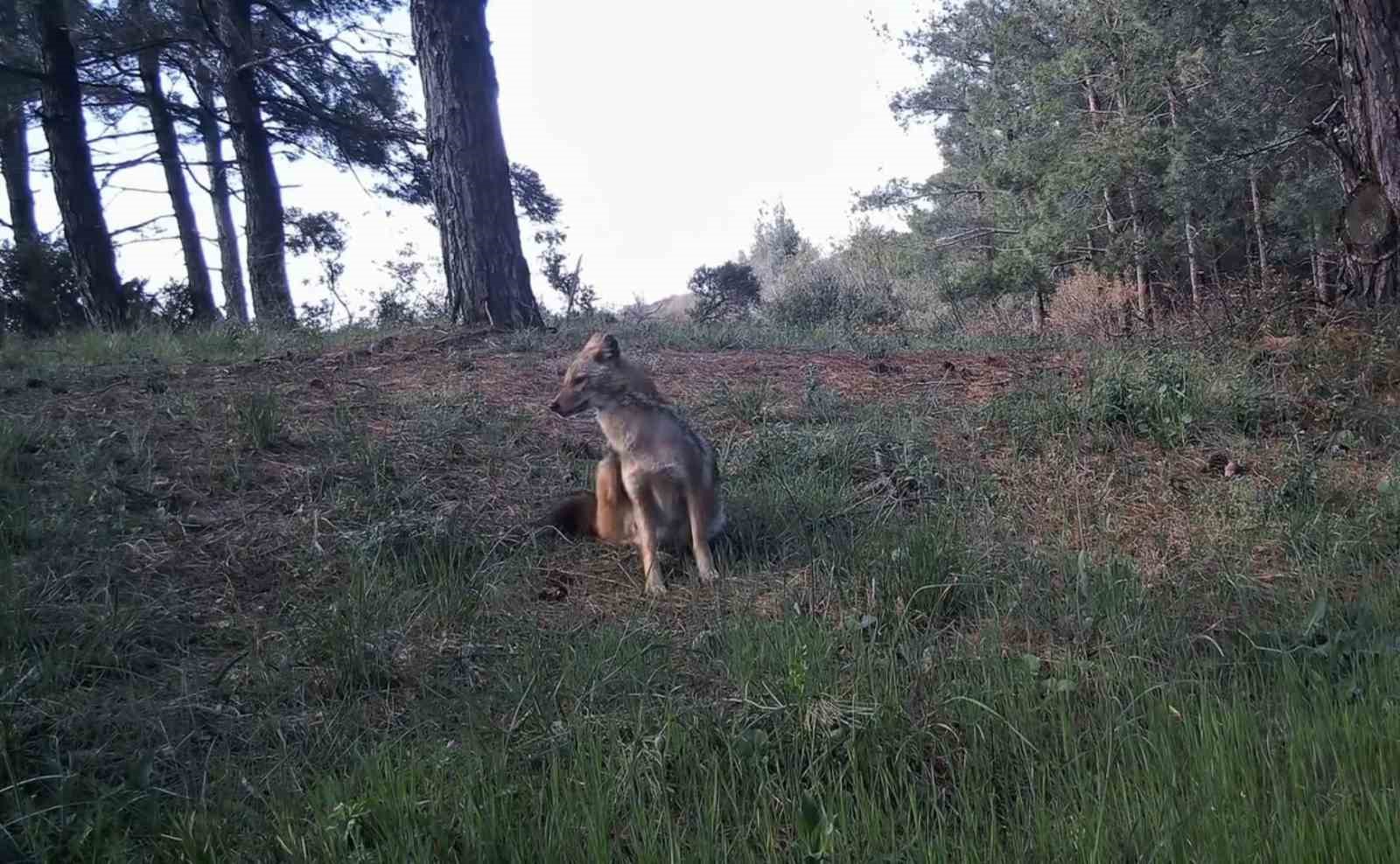 Ganos Dağları’nda yaban hayatı fotokapanlarla görüntülendi
