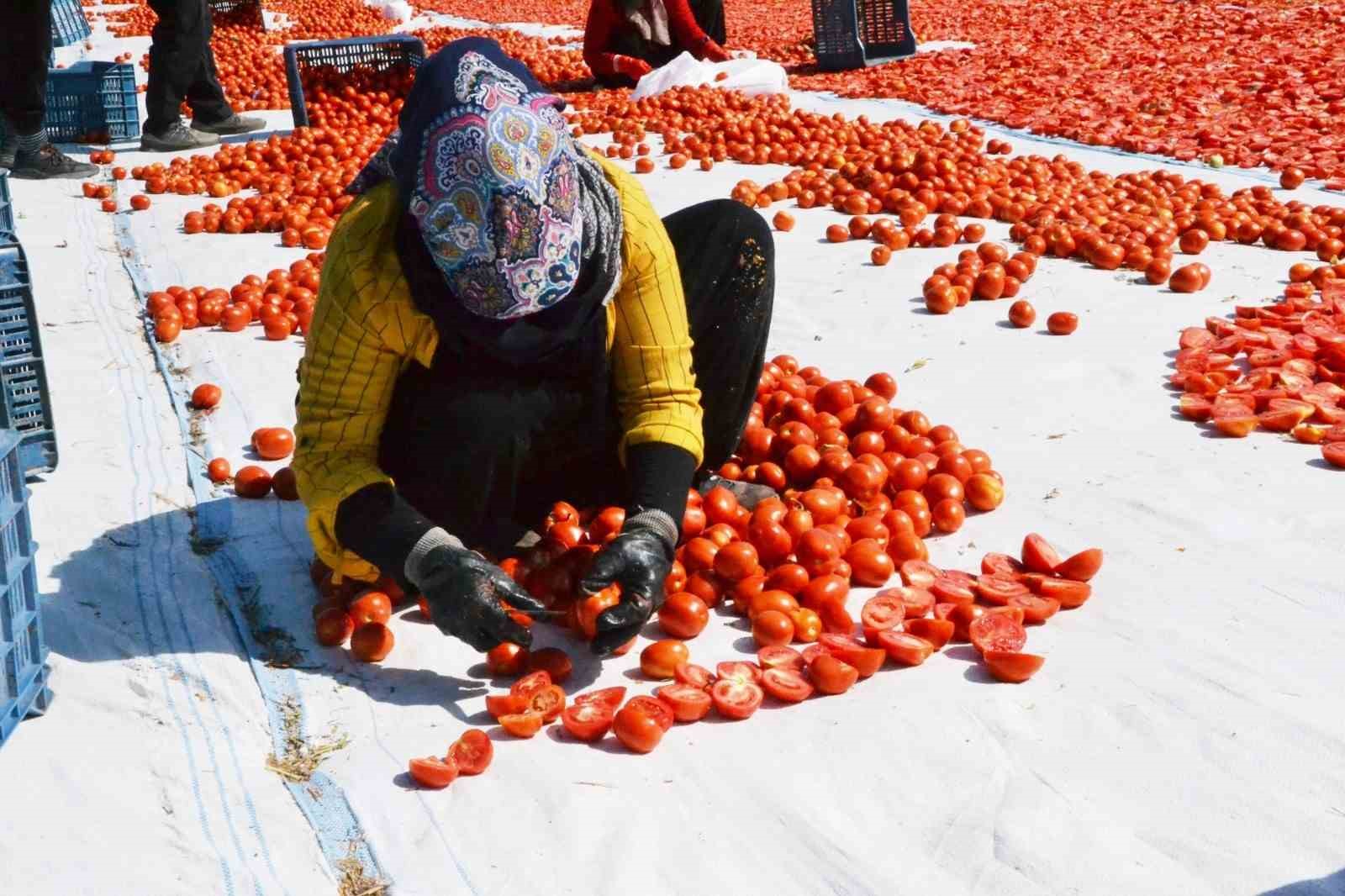 Domatesler güneşle buluştu, Gediz Ovası kırmızıya büründü