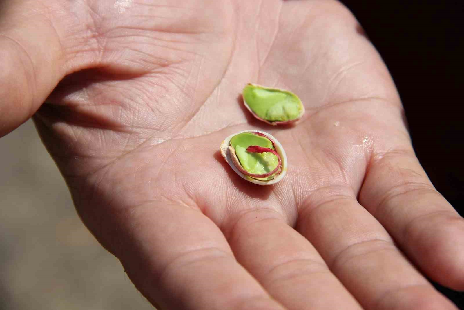 Yuntdağı fıstığı için hasat şenliği düzenlenecek
