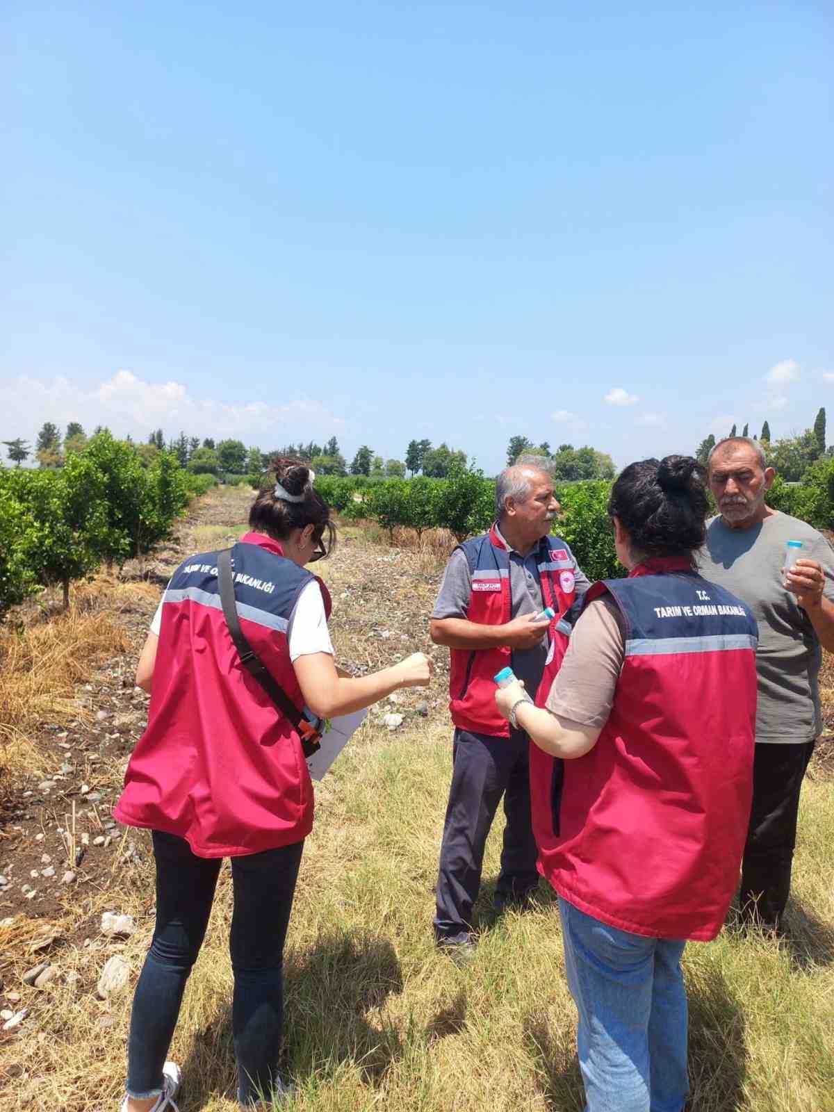 Narenciye bahçelerinde faydalı böcek salımı yapıldı