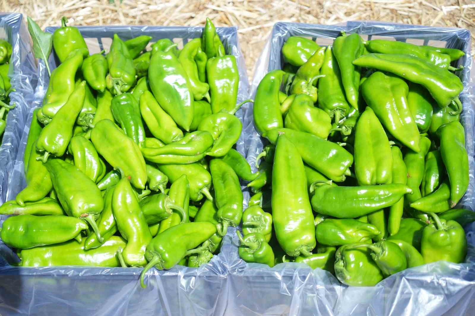 40 derece sıcakta zorlu mesai: Muş&rsquo;ta biber hasadı başladı