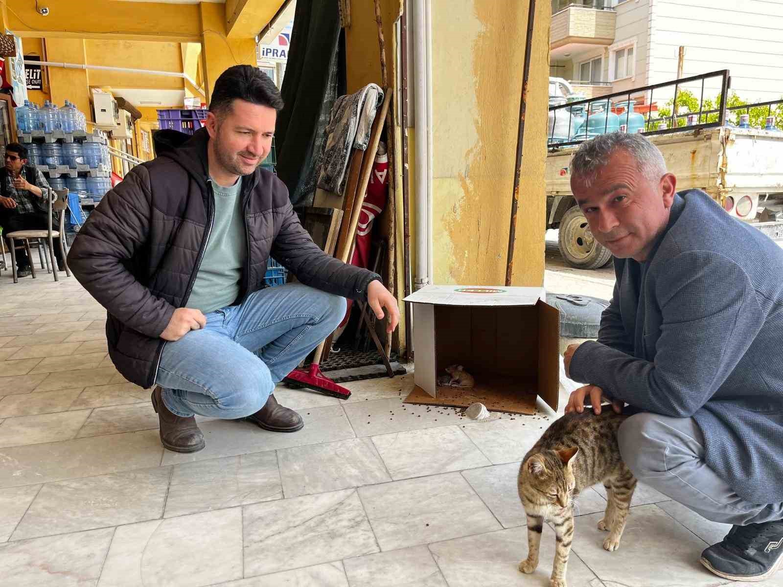 İşyerinde doğan kedi yavrularına esnaf sahip çıktı
