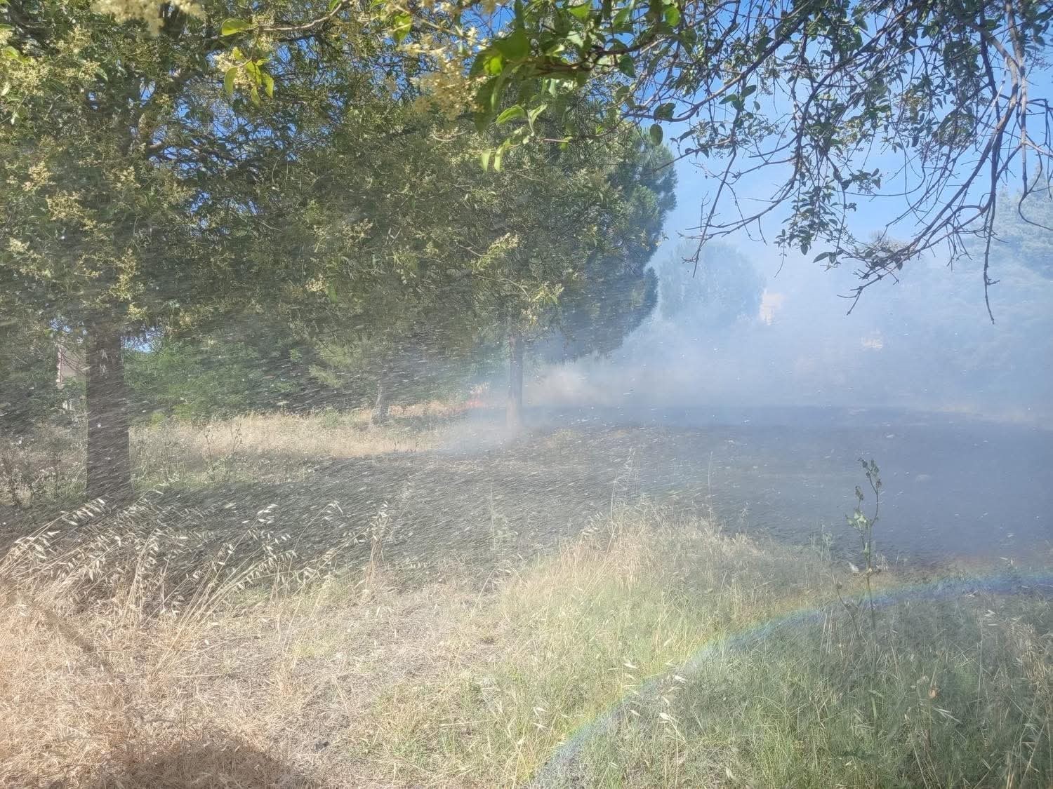 Reyhanlı’da zeytinlik yangını