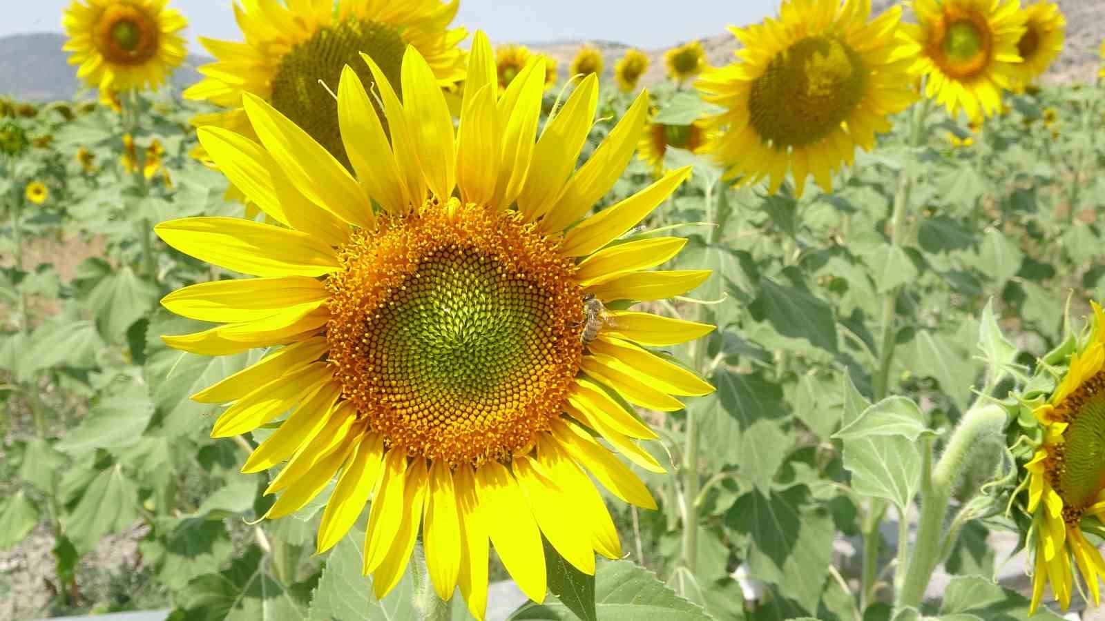 Sedir balının ardından ay&ccedil;i&ccedil;eği balı sezonu başladı