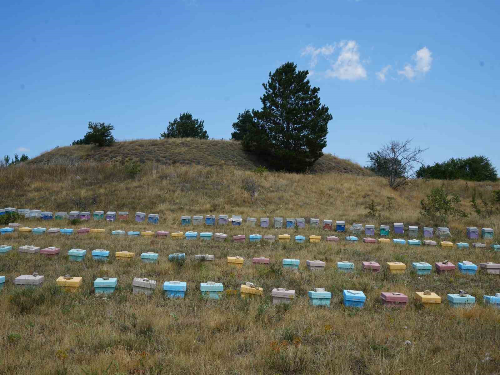 Kastamonu&rsquo;da 200 tonun &uuml;zerinde &ccedil;i&ccedil;ek balı hasat edildi: İlkbahar yağışları verimi d&uuml;ş&uuml;rd&uuml;