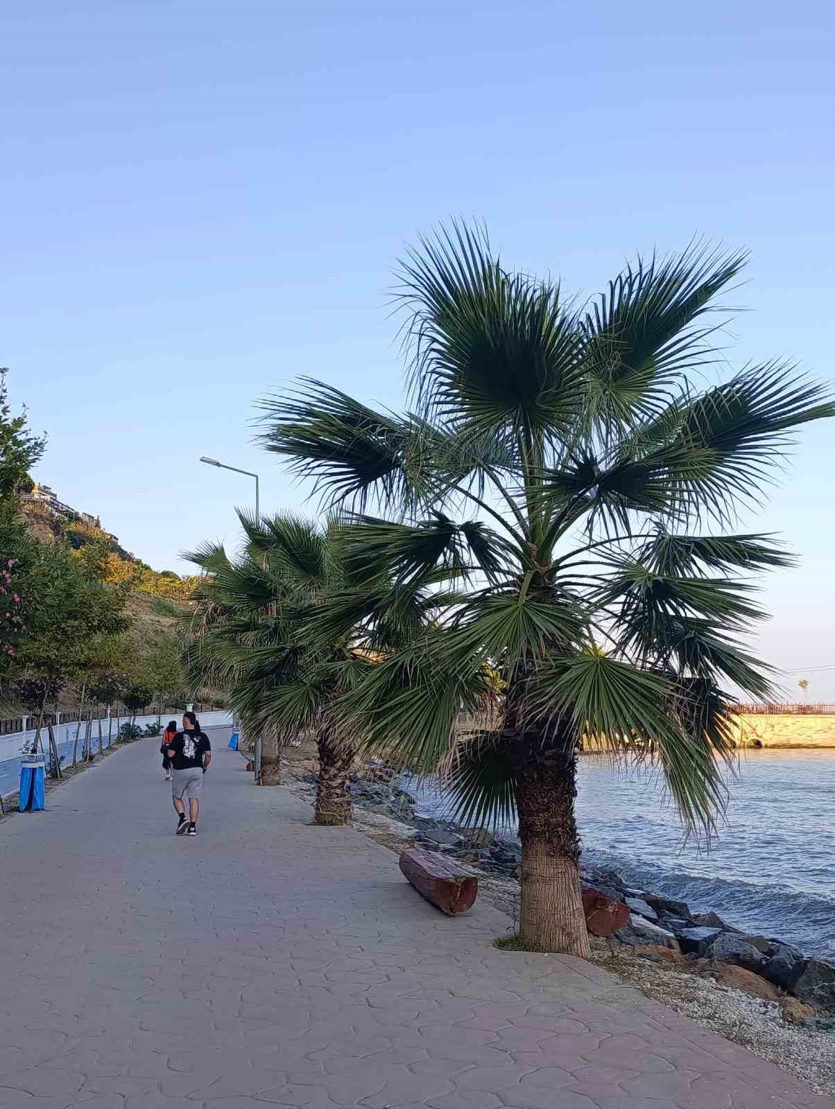 Tekirdağ’da poyraz ağaçları devirdi
