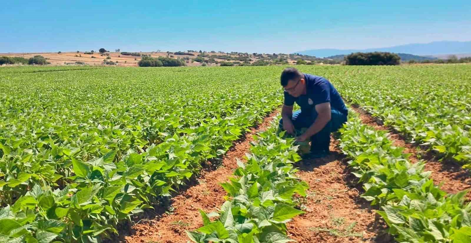 Barbunya ve kornişon salatalık da hastalık ve zararlı denetimi