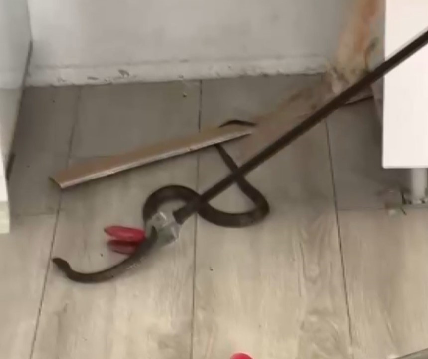 Eve giren yılanı itfaiye ekipleri &ccedil;ıkardı