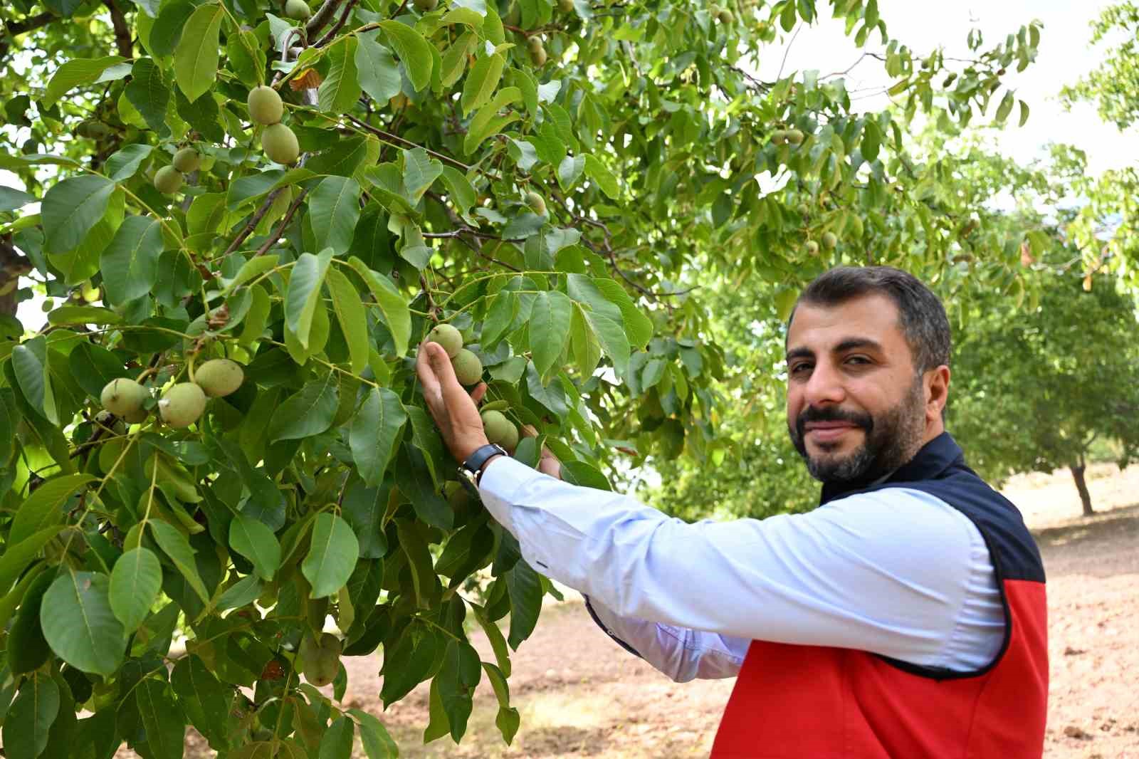 Kahramanmaraş’ta ceviz hasadı