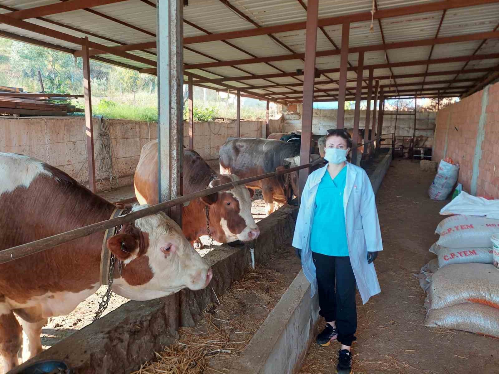 Yetkili ve sözleşmeli veteriner hekim uygulaması Aydın’da başarıyla uygulandı