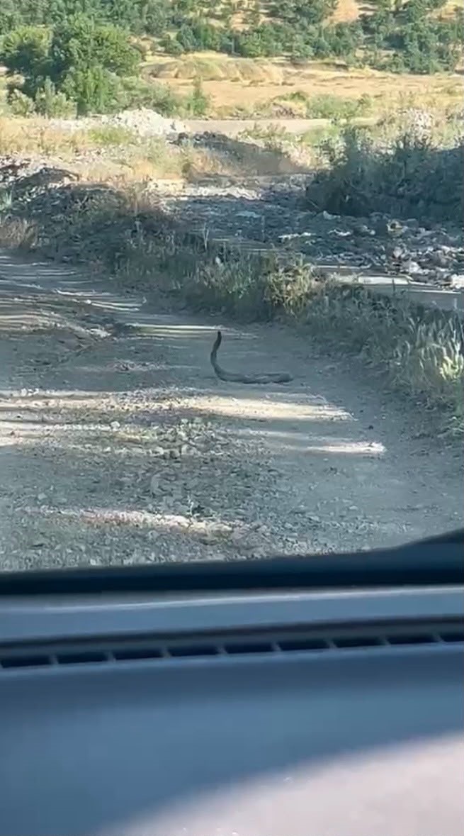 Bing&ouml;l&rsquo;de iki yılanın dansı g&ouml;r&uuml;nt&uuml;lendi