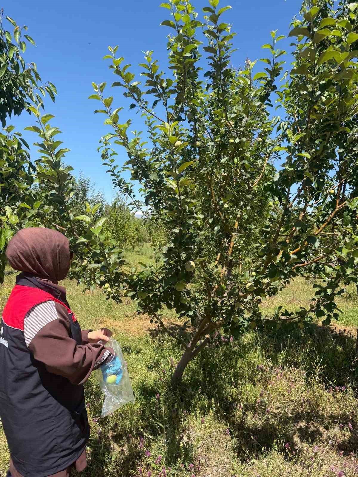 Bayburt&rsquo;ta hasat &ouml;ncesi pestisit denetimleri başladı