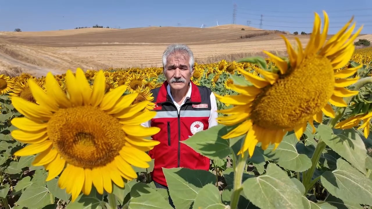Tekirdağ’ın sarı tarlalarında bereketin sırrı arılarda
