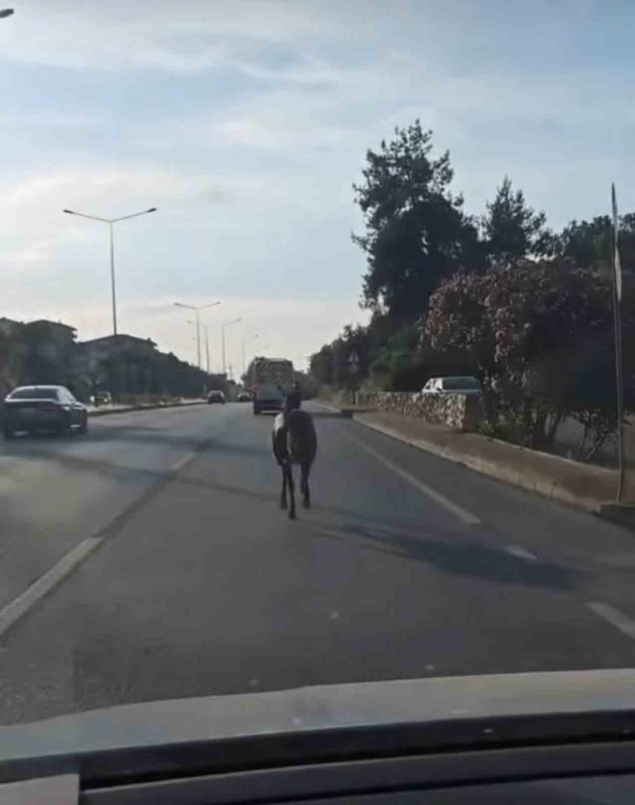 Başıboş at ana yolda trafiği tehlikeye attı