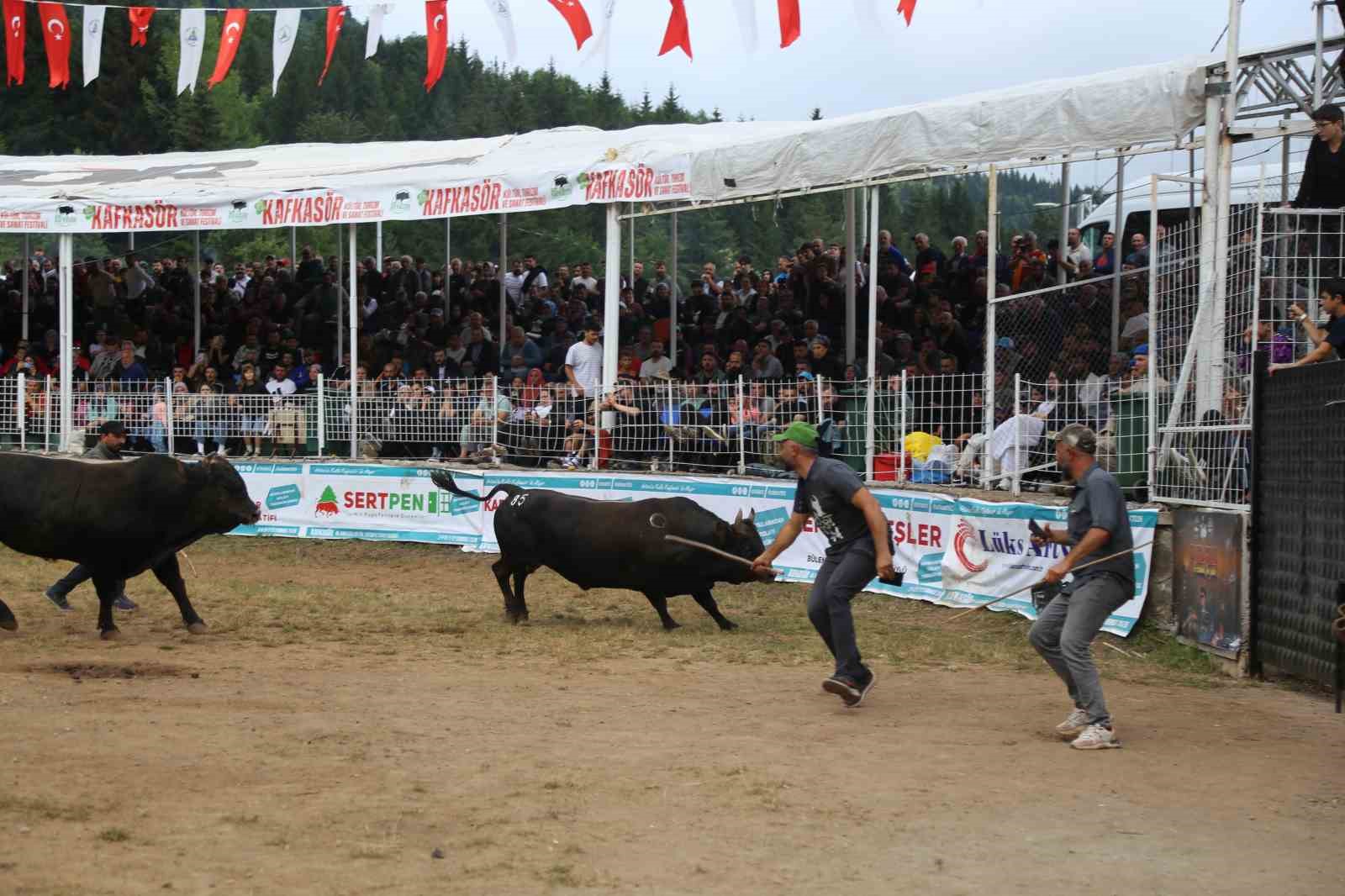 Artvin’in Kafkasör Yaylası’nda boğaların 45. randevusu nefes kesti