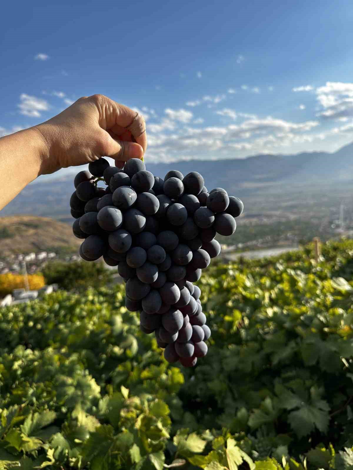 Cimin Üzümü için hasat vakti yaklaşıyor