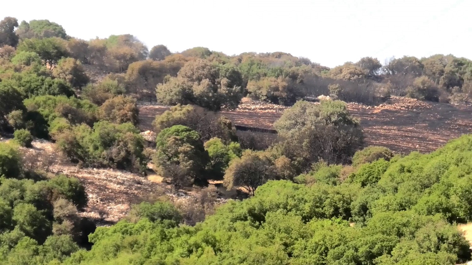 Adıyaman’da orman yangını: Havadan ve karadan müdahale edildi