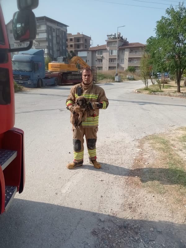 Hatay’da mahsur kalan hayvanlar kurtarıldı