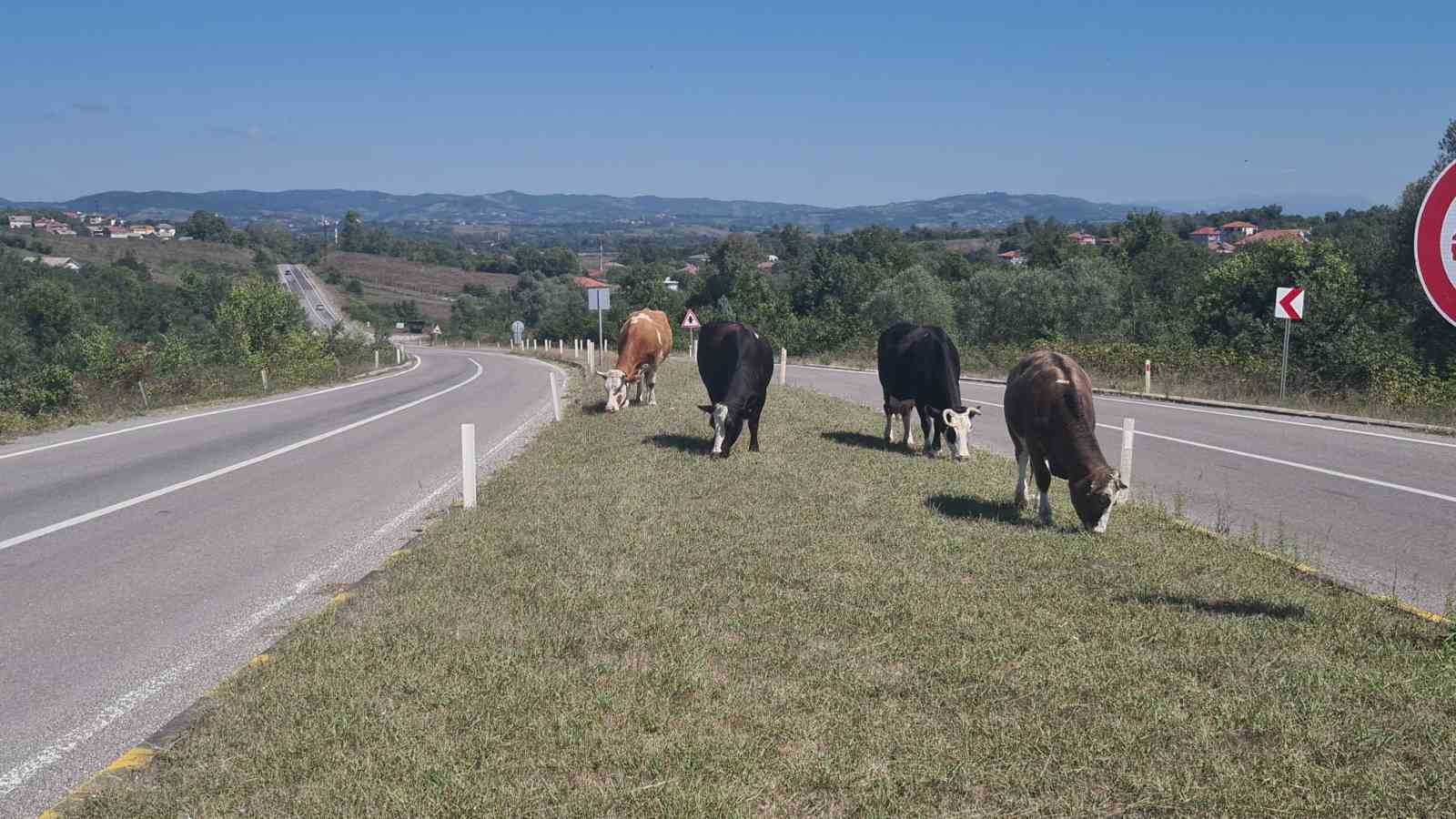 Kara yoluna çıkan başıboş hayvanlar tehlike saçıyor