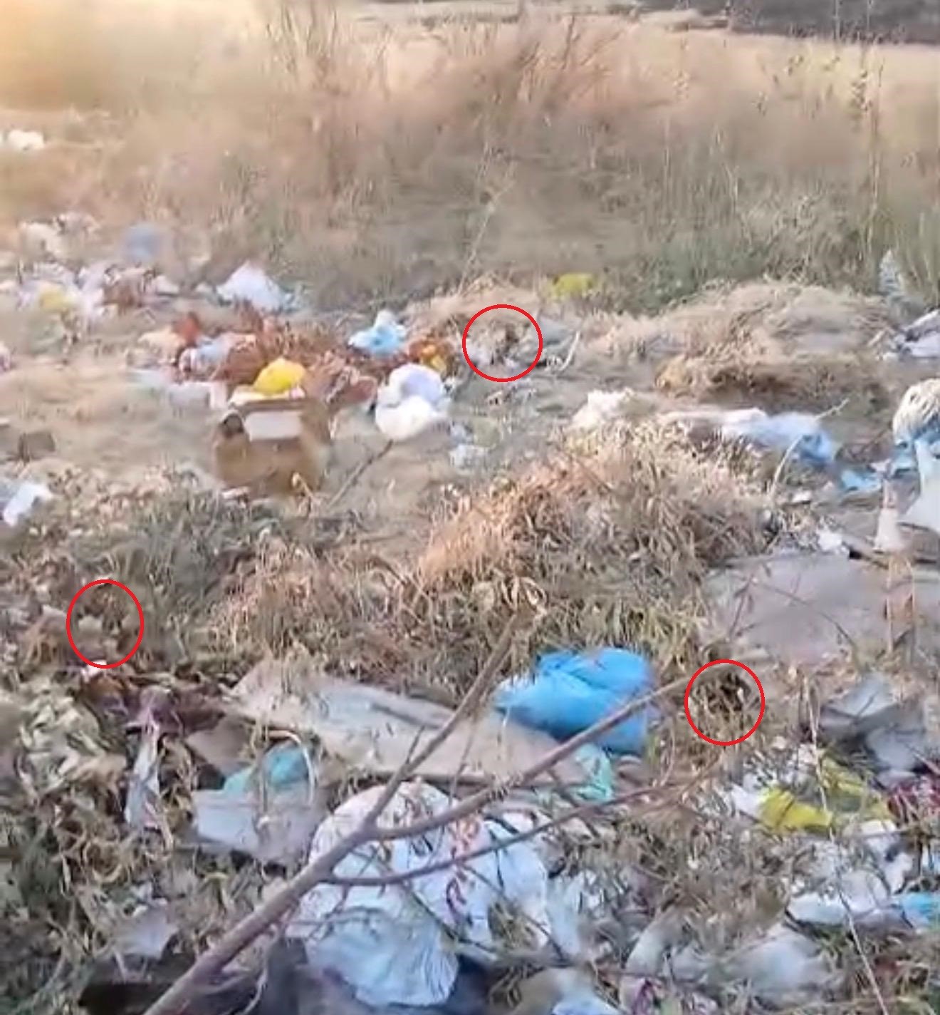 Diyarbakır’da boş arazideki çöpler fare yuvasına döndü